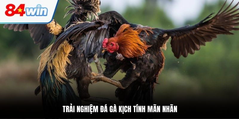 Trải nghiệm đá gà kịch tính mãn nhãn