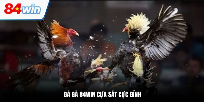 Đá gà 84WIN cựa sắt cực đỉnh